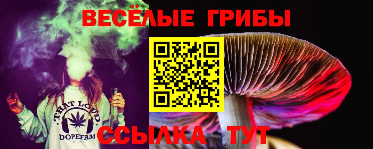 Псилоцибиновые грибы Psilocybine cubensis Кимры