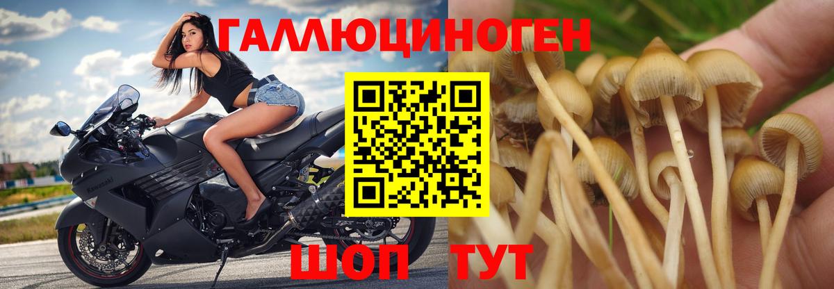 Псилоцибиновые грибы прущие грибы  Вход с VPN  Кимры  где найти   Псилоцибиновые грибы MAGIC MUSHROOMS 
